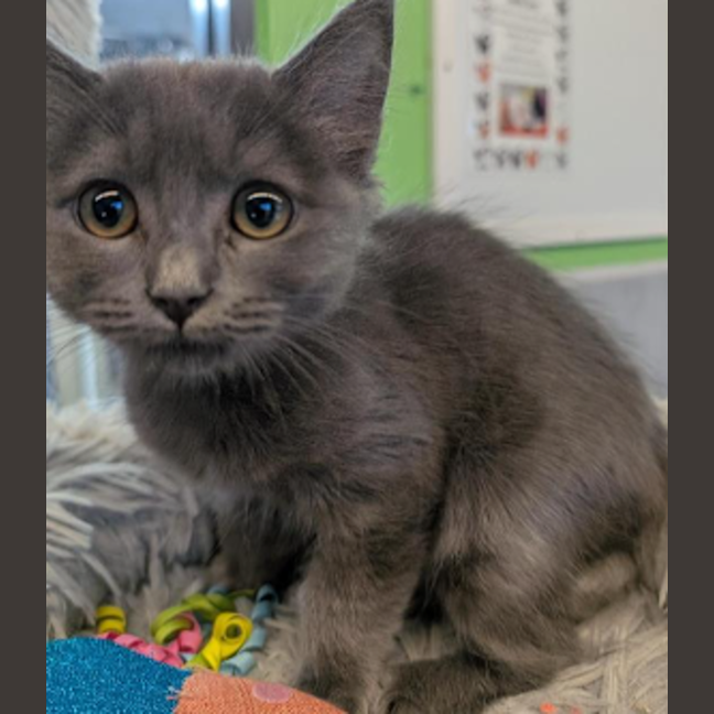 Photo of Gracie The Goblin