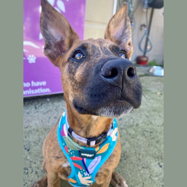 Photo of D1134 Jazzy