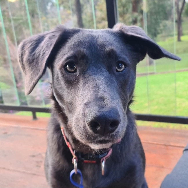 Photo of Tilly