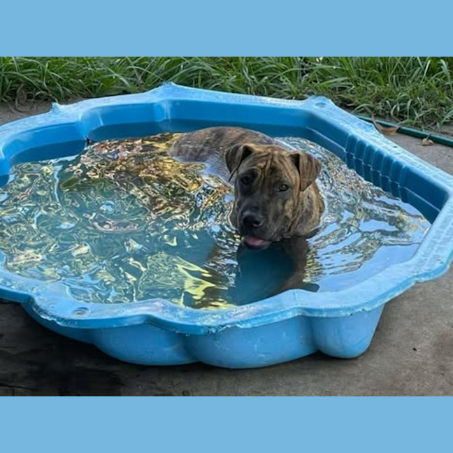 Photo of Spring Roll