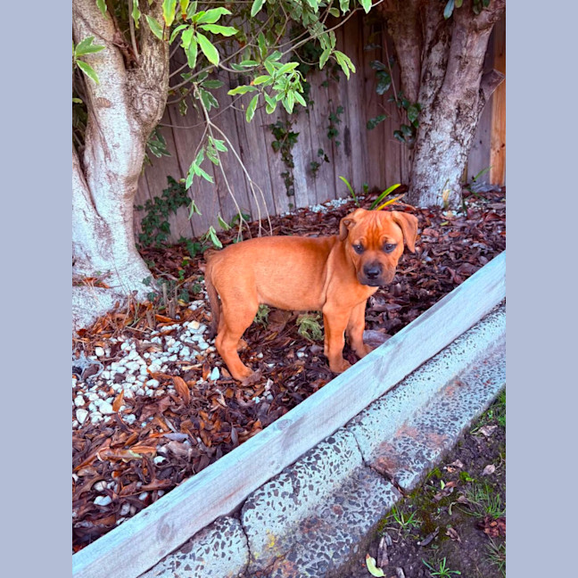 Photo of Ivy