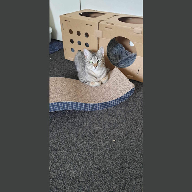 Photo of Twila Meet Me@Petstock Dandenong Store