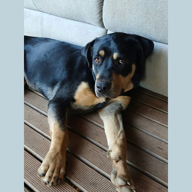 Photo of Jax 