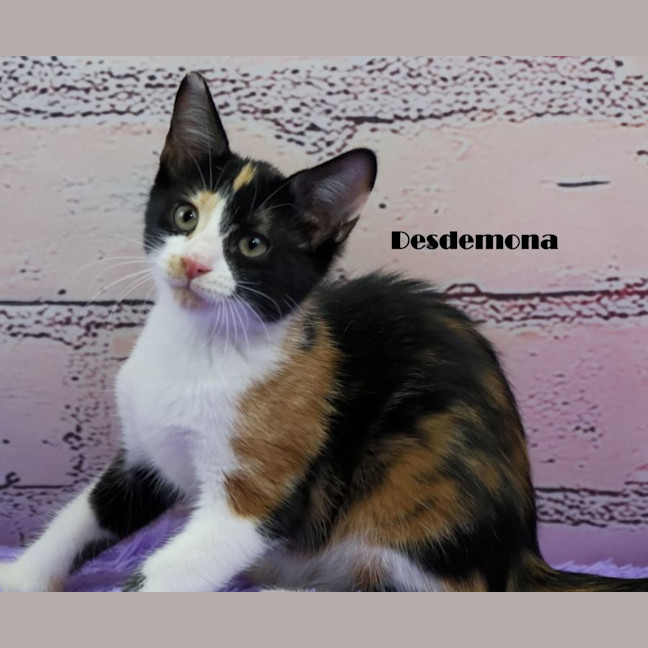 Photo of Desdemona