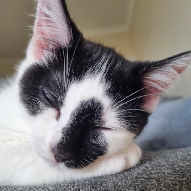 Photo of Smudge