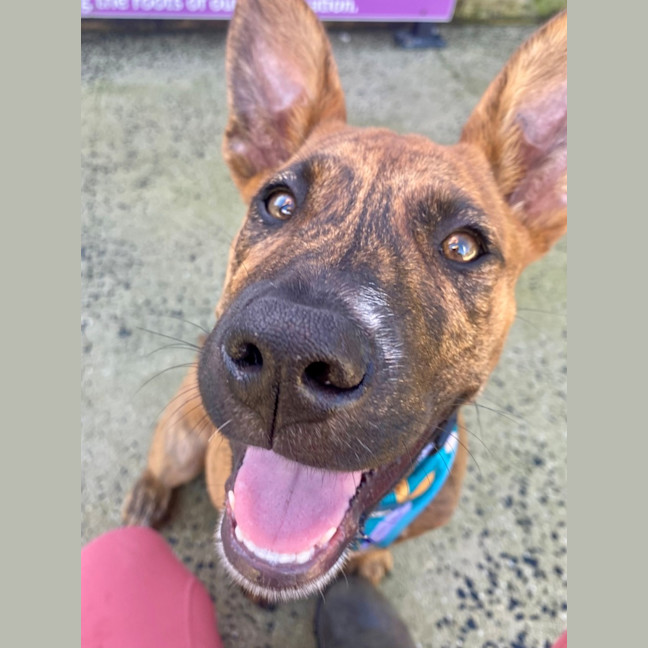 Photo of D1134 Jazzy