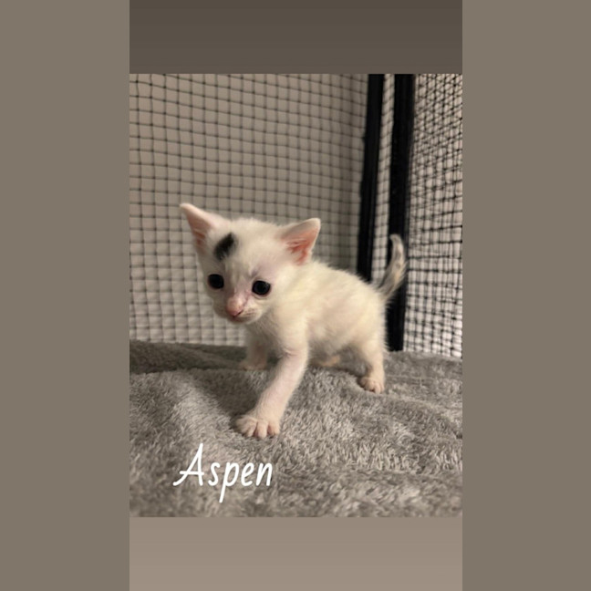 Photo of Aspen