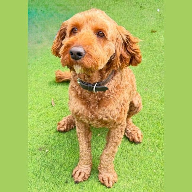 Photo of Rusty