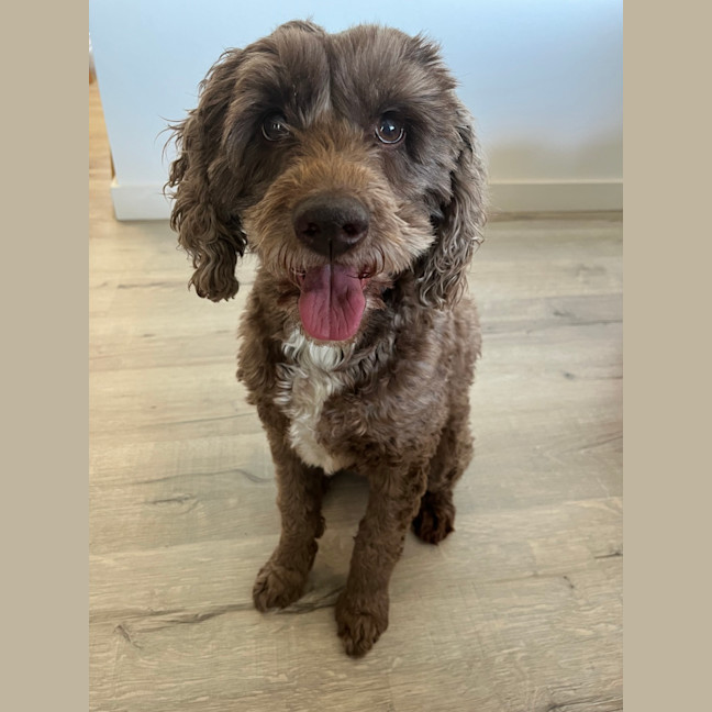 Photo of Charlie & Mei Mei