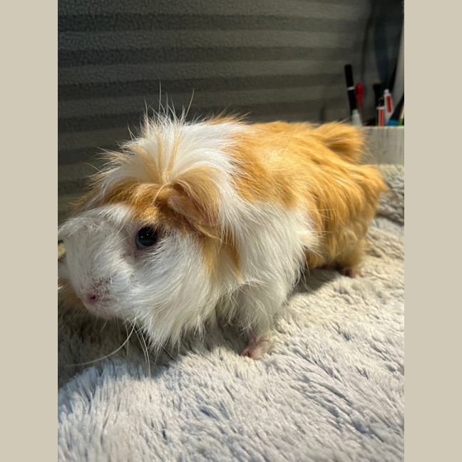 Photo of Spin (Desexed Male) & Tinkerbell