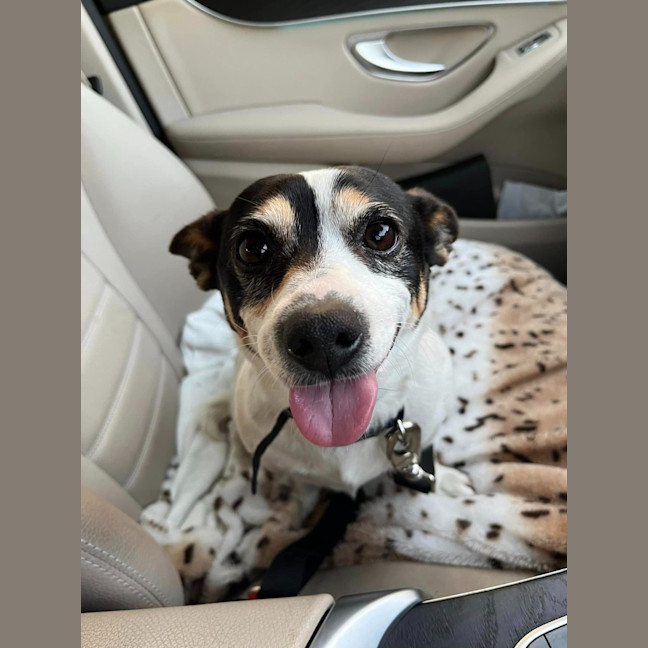 Photo of Oreo