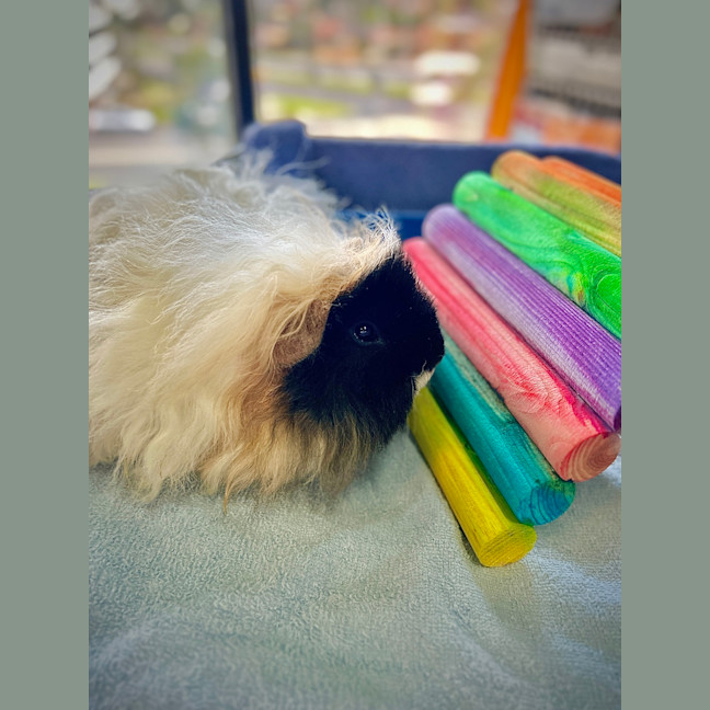 Photo of Tofu (Bonded With Dot)