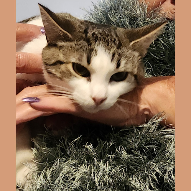Photo of Tilly
