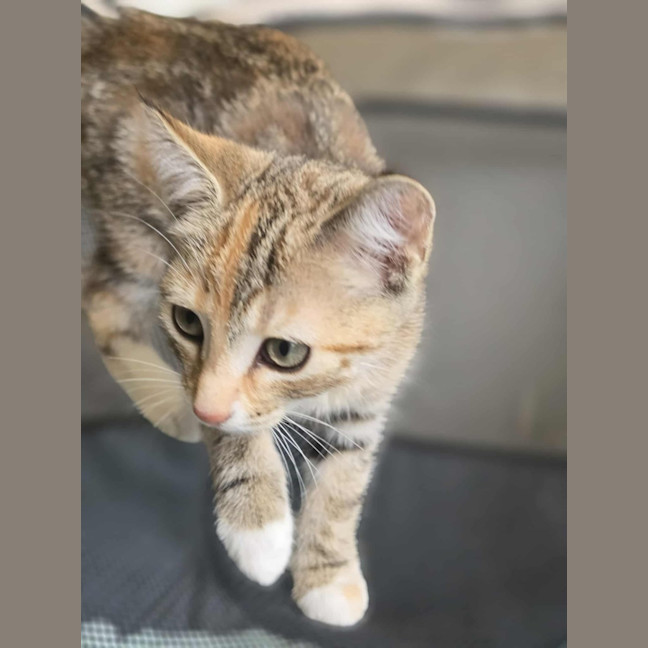 Photo of Toffee   In Foster Care In Healsville