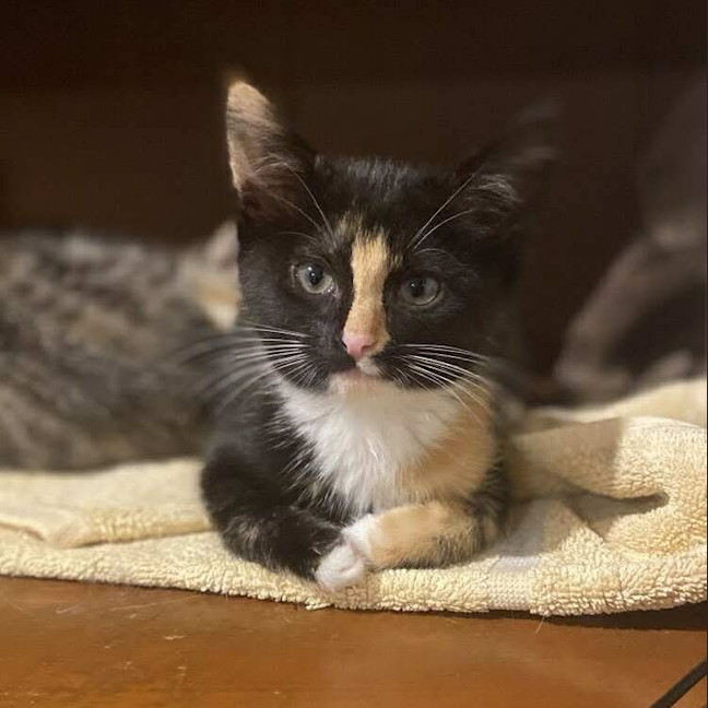 Photo of Chloe