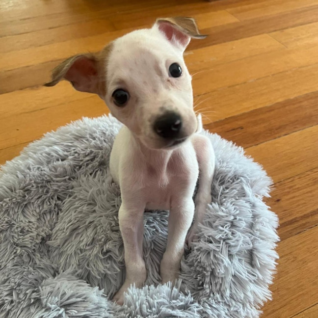 Photo of Lilly