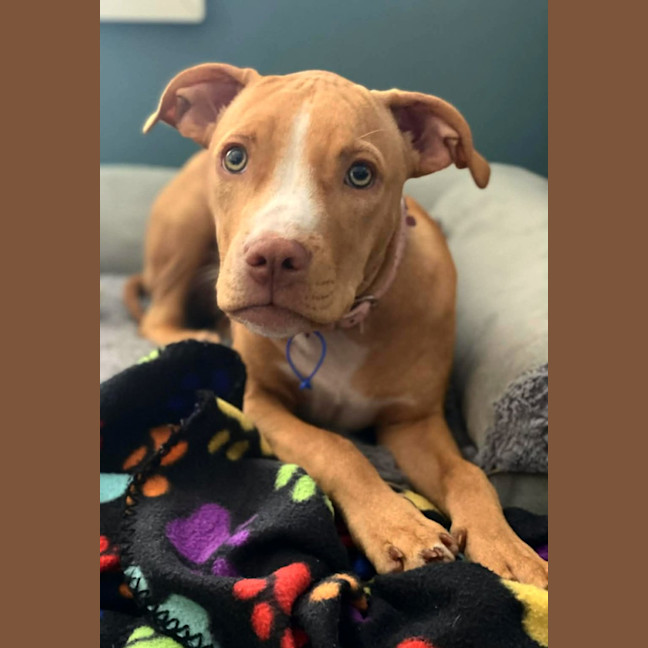Photo of Susie   5 Month Old Staffy X