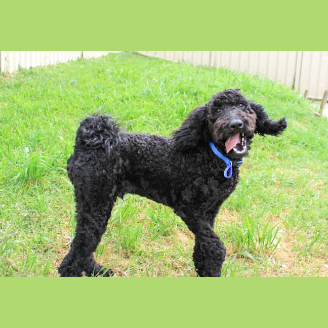 Photo of Stanley   6 Month Old Poodle (Hold)