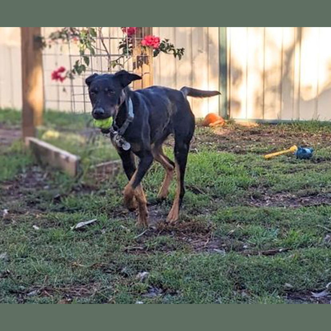 Photo of Lucky