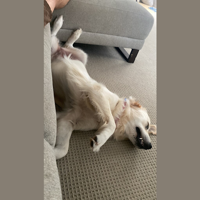 Photo of Penny