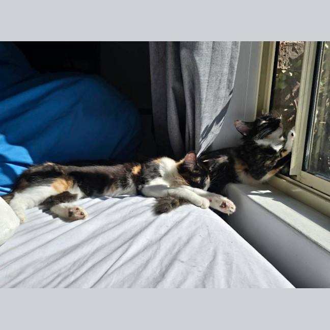 Photo of Olive
