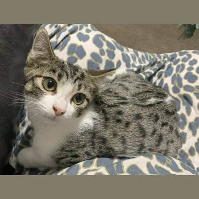 Photo of Socks 