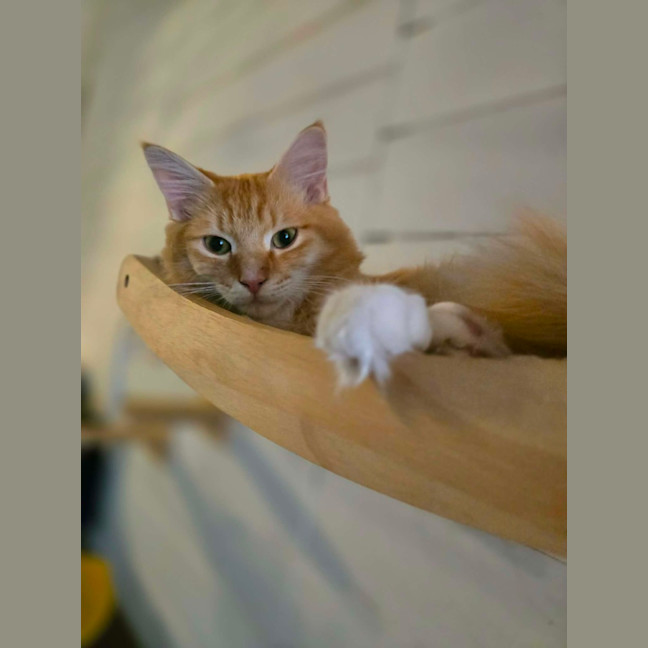 Photo of Faramir