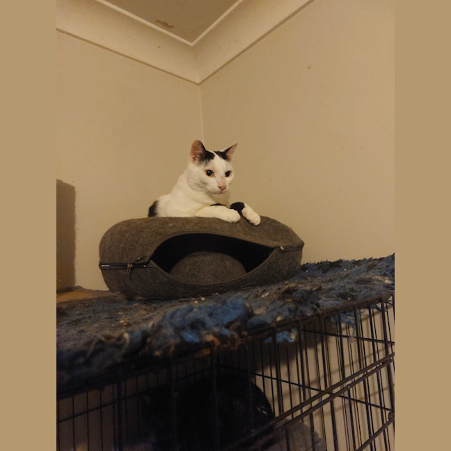 Photo of C 1 And Panda