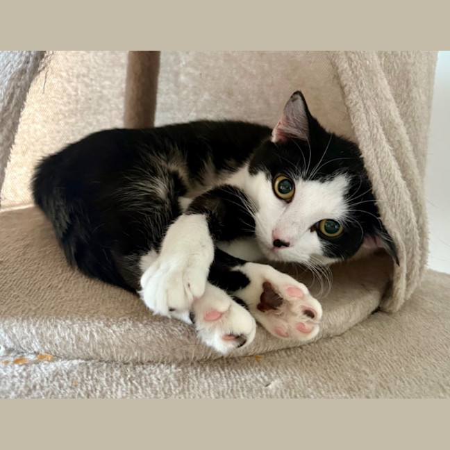 Photo of Panda Scott