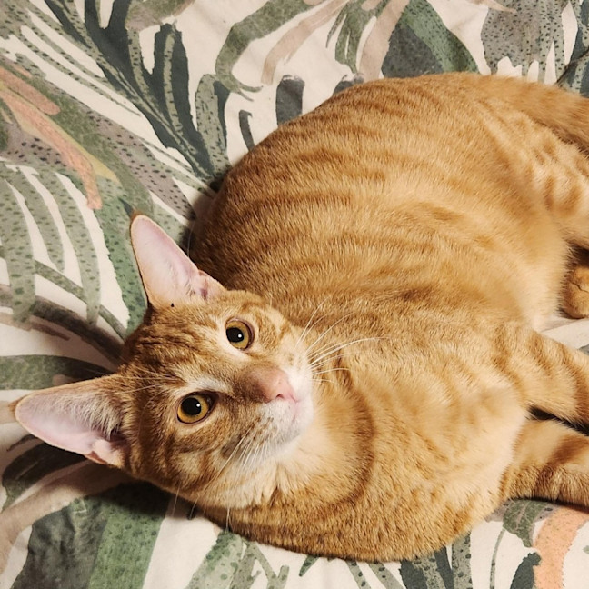 Photo of Kirby