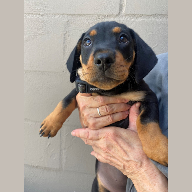 Photo of D1114 Roland