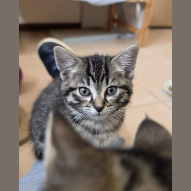 Photo of Sesame