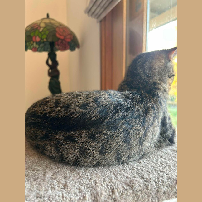 Photo of Cosmo