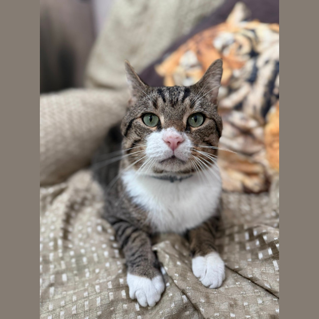 Photo of Wolf (8876)