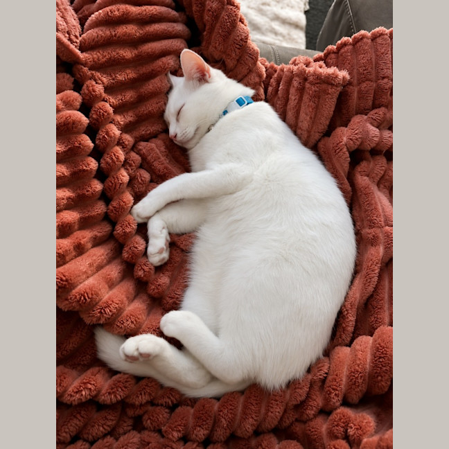 Photo of Indigo