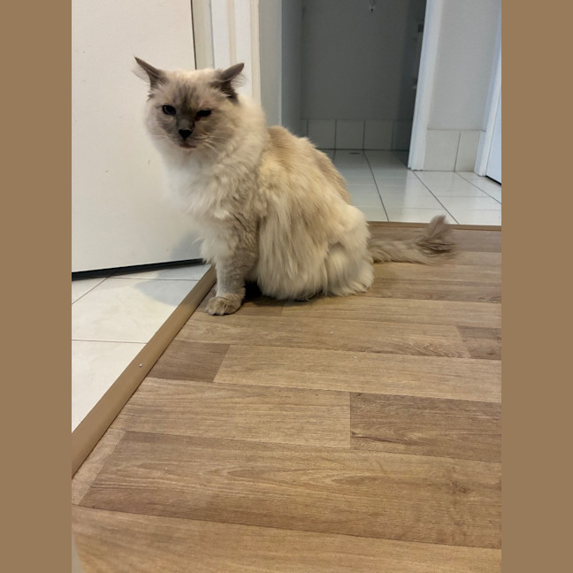 Photo of Chilli