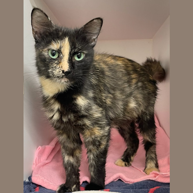 Photo of Sweetie