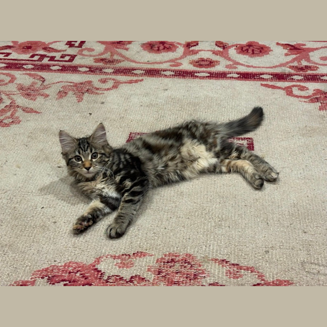 Photo of Stormy & Kiko