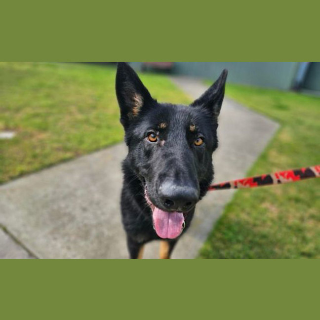 Photo of Taco