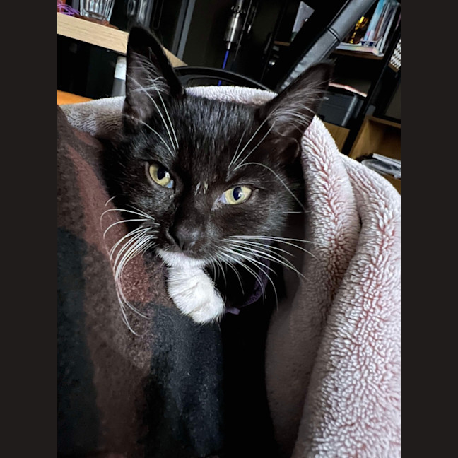 Photo of 🌸Penelope🌸