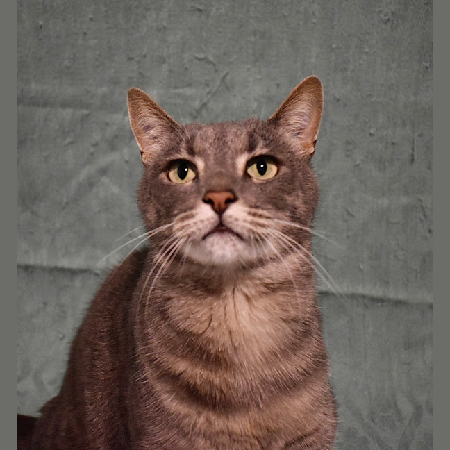 Photo of Donut