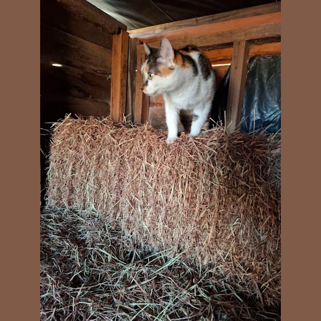 Photo of Hazel