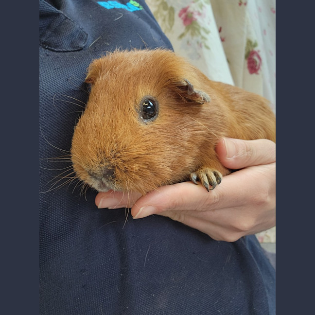 Photo of Long John Silver