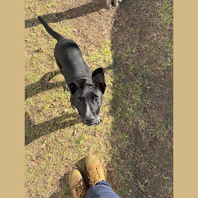 Photo of Spot