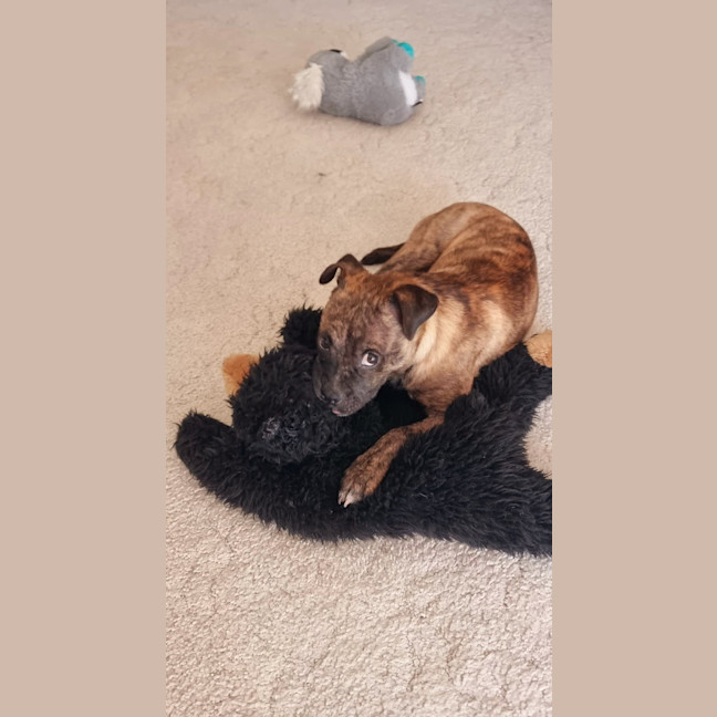 Photo of Diego   3 Month Old Staffy X Pug (Trial