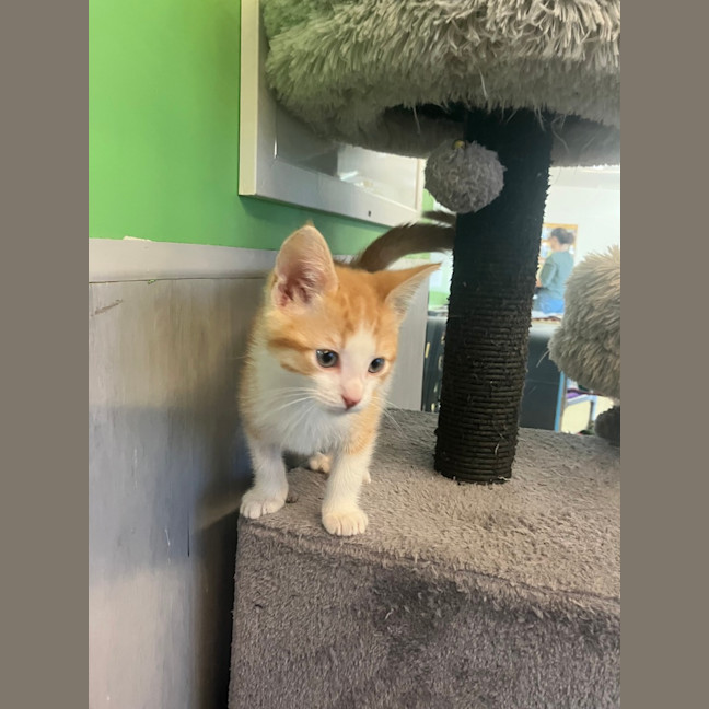 Photo of Captain Nathaniel Flint