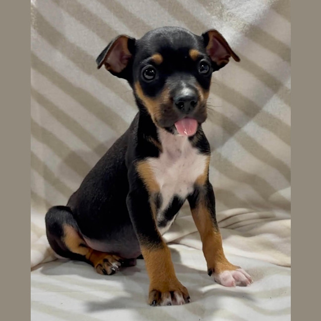 Photo of Praline