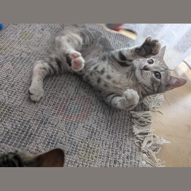 Photo of Ash Wednesday 🩶