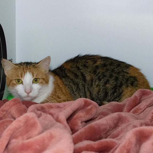 Photo of Ruby