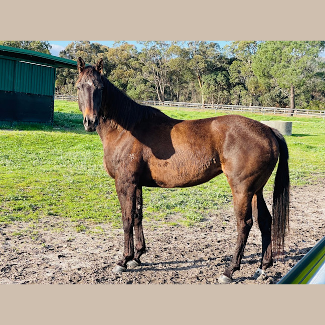 Photo of Jarrah